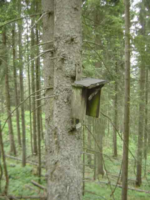 Nistkasten unterhalb Klingeck