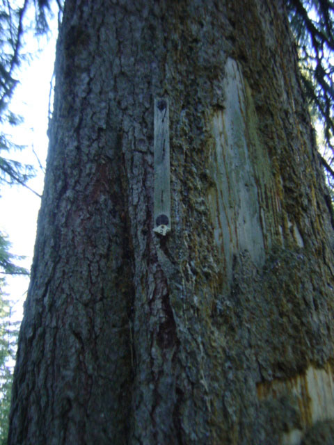 Nistkasten - Befestigung am Baum