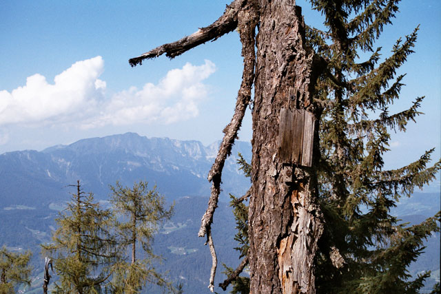 Nistkasten mit Untersberg im Hintergrund